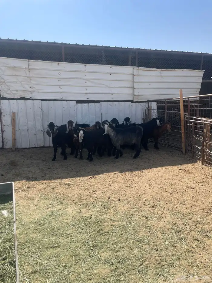 تيوس لحم ماشاء الله على السوم 0