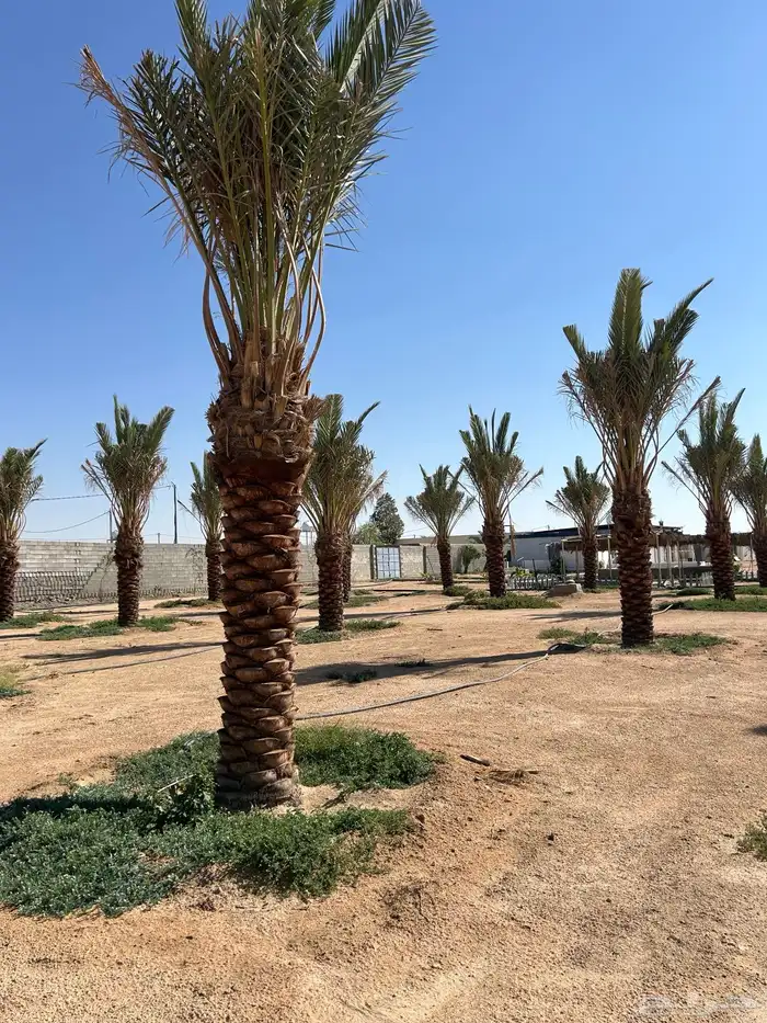 للبيع نخل صفري 4