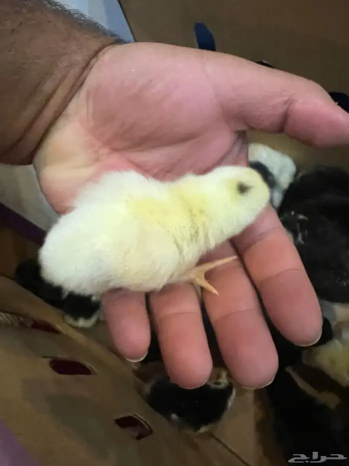 صوص دجاج كيوت يصلح للأطفال 12