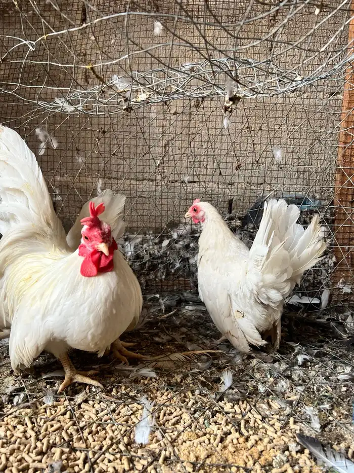 طقم دجاج جبنيز اللون ابيض 8