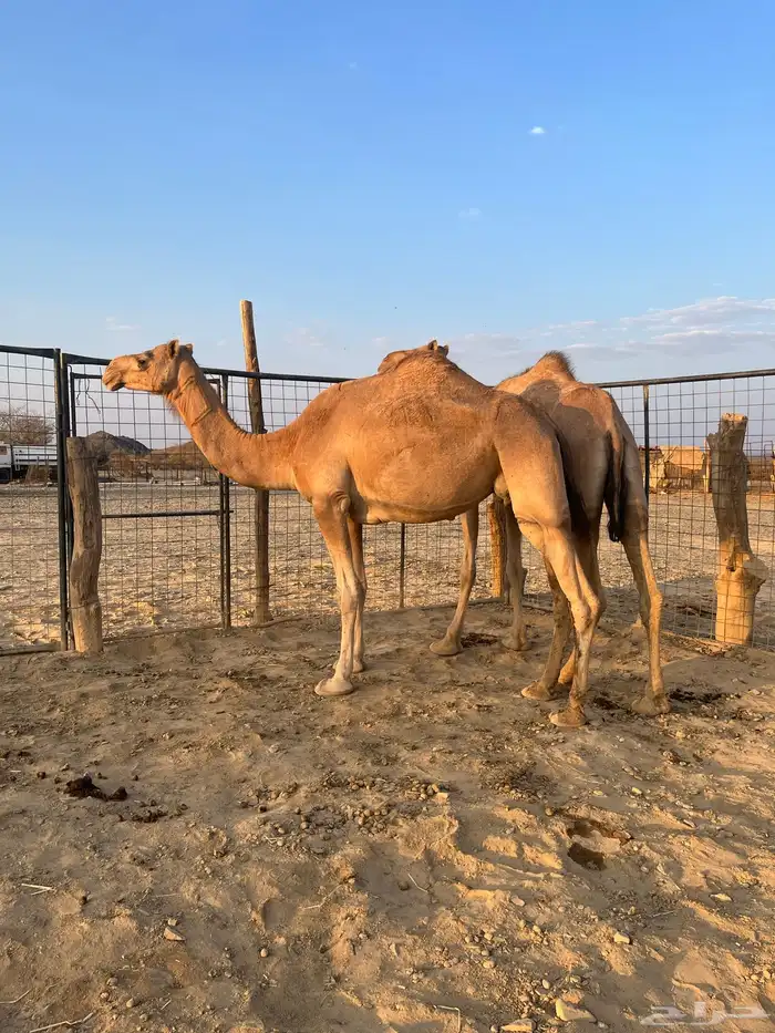 نياق مبيوعه عيالها 20