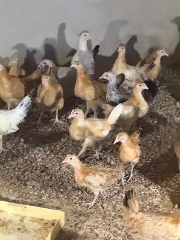 دجاج بلدي فواتح الموقع الرس السحقان 2