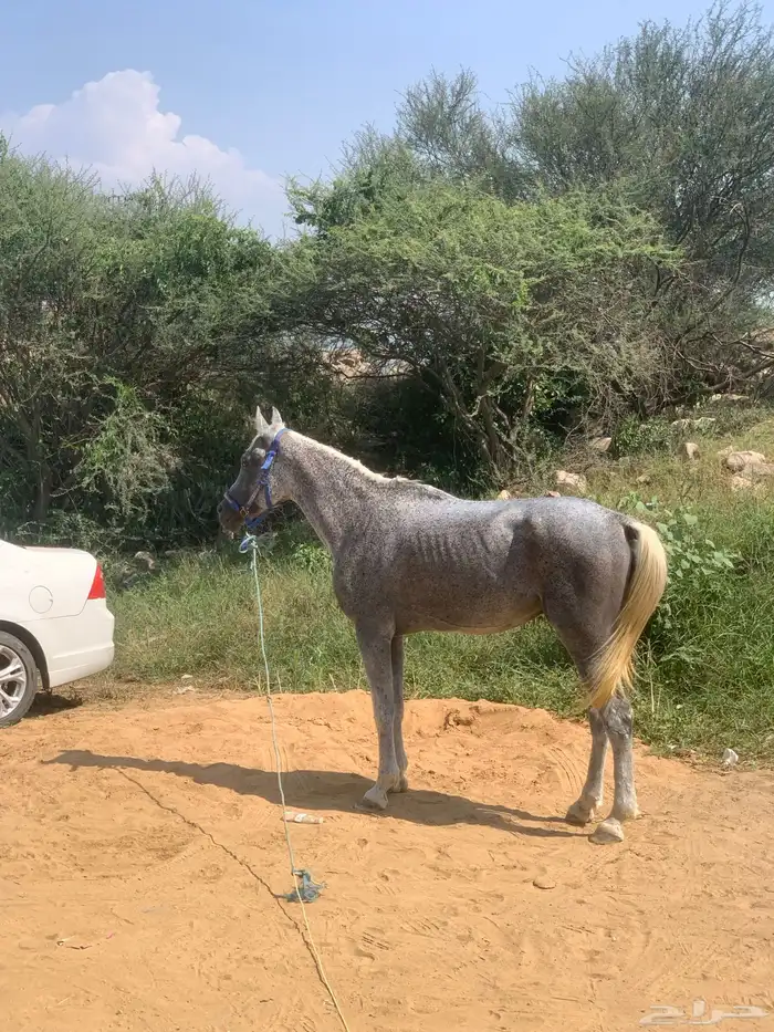 خيل 1