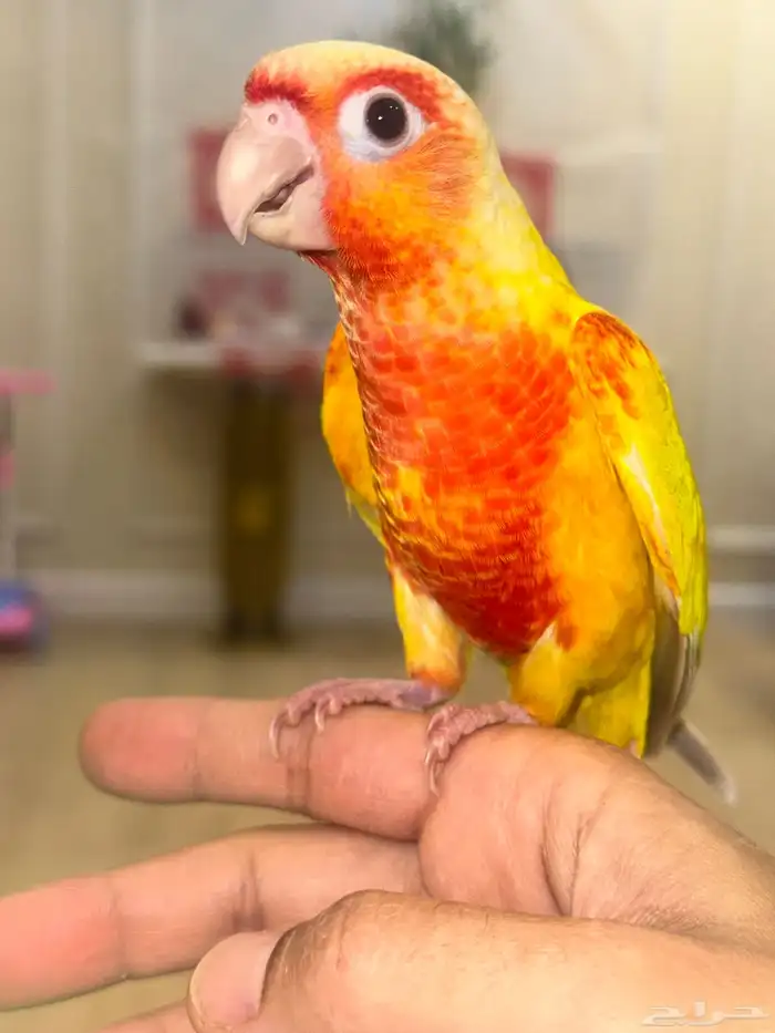 كنيور صن شيك هدد نشبه متكلم صبغة دبل رد فاكتور(عرض خاص) 0