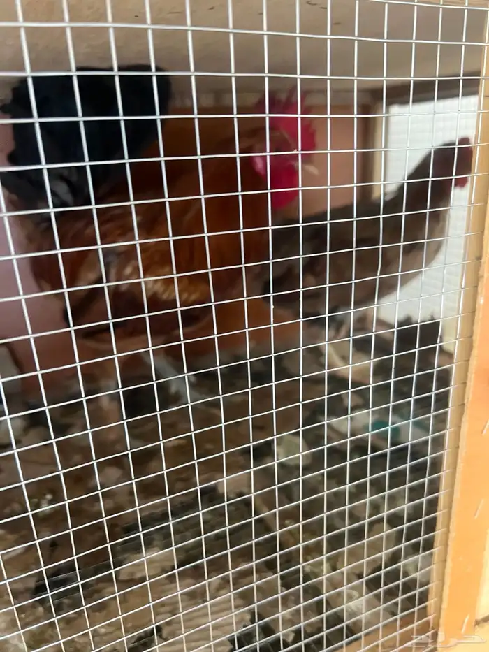 دجاجه وديك للبيع وشبك 2