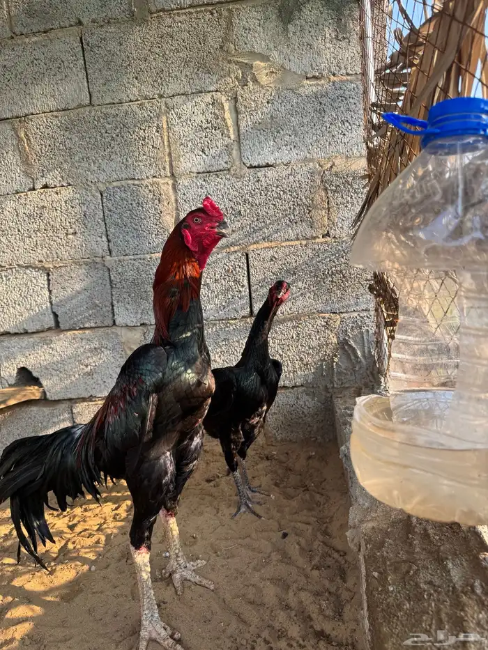 دجاجه شامو الماني اصل فاخر 13