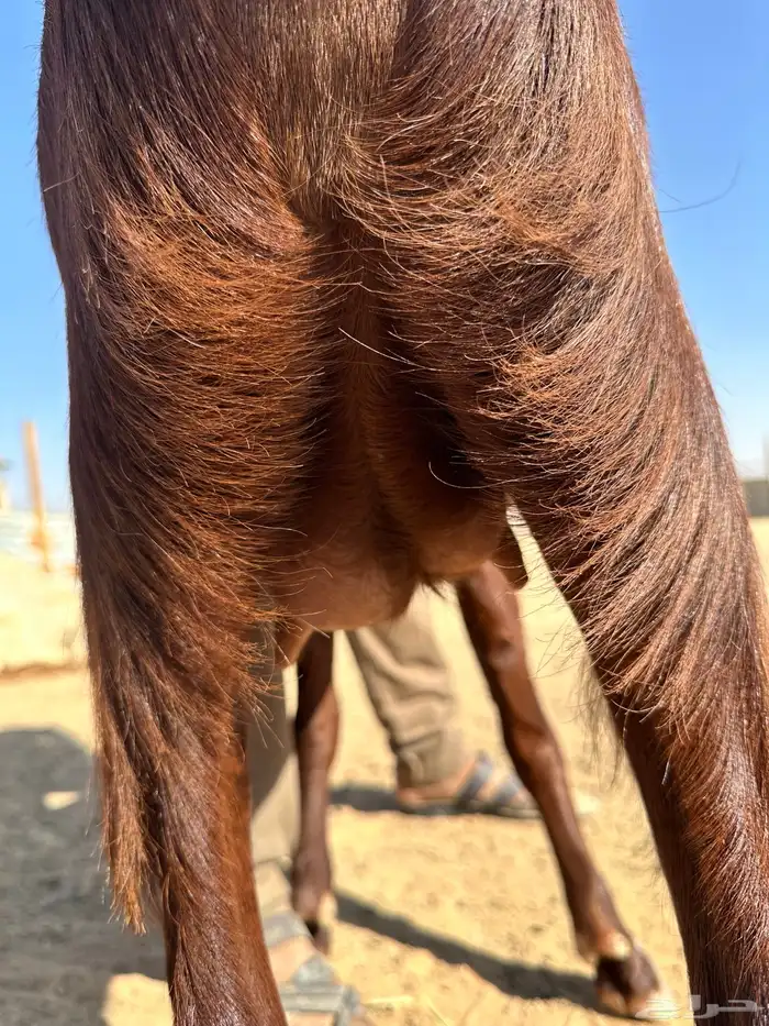 جذعة مقنوي طيبه معزا الخرج 5