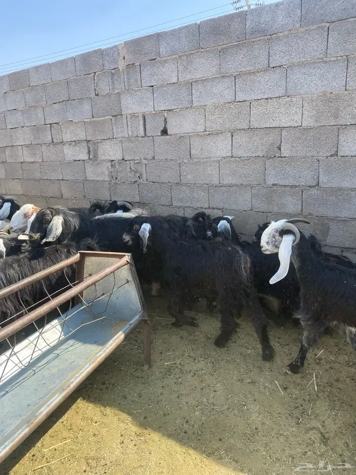 معزا للبيع 5