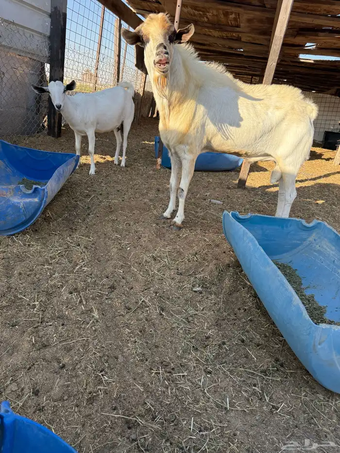 تيس بيشي فرصة لهل البيشي 2