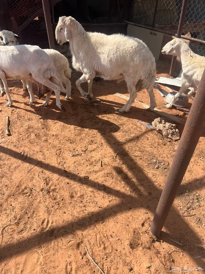 حريات عدد 3 دفيع فحلها معها وحده متبع تحتها رخل 0