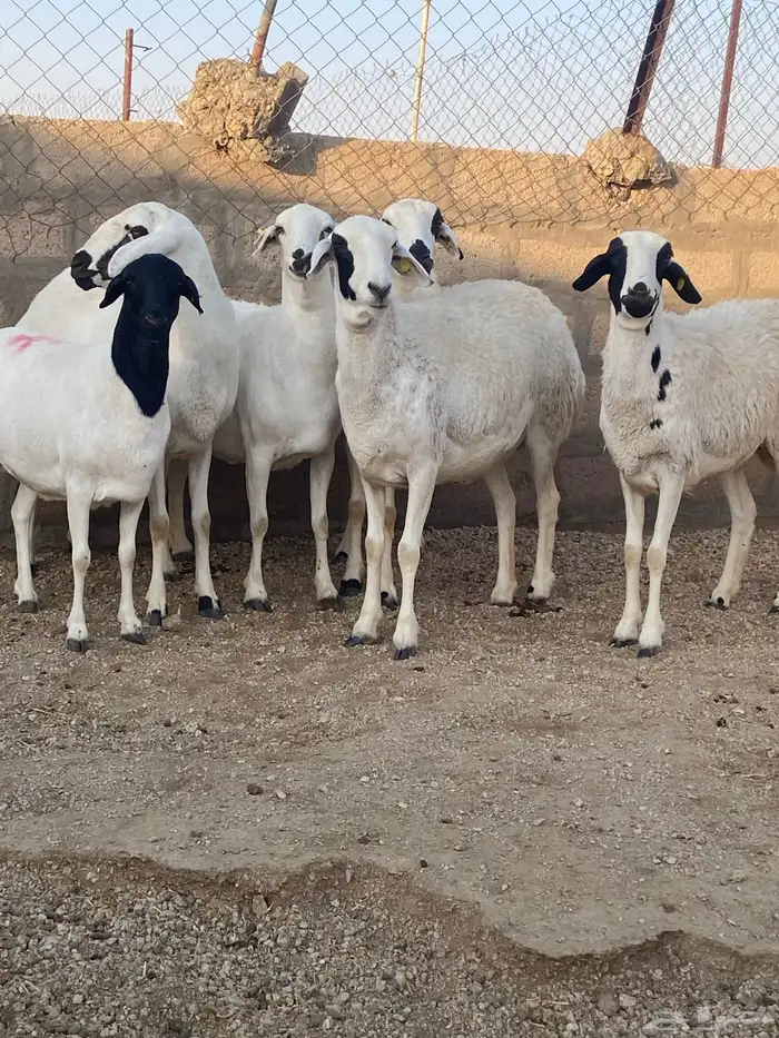 هجين الامهات بربريات والفحل حبصي 0