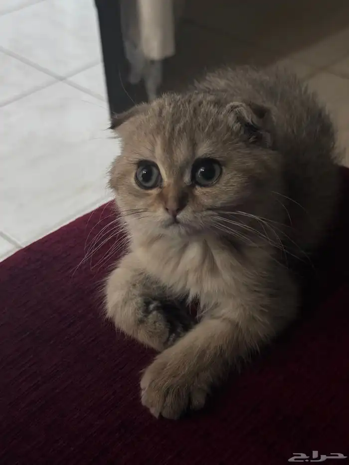 قط كيتن سكوتش 1