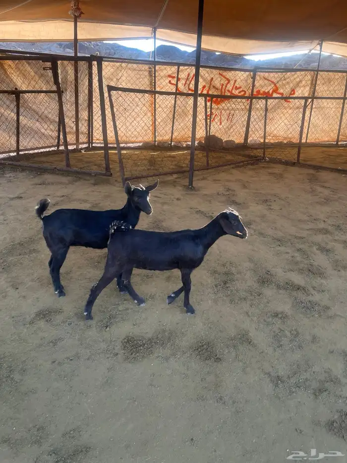 عنقان ككفو 1