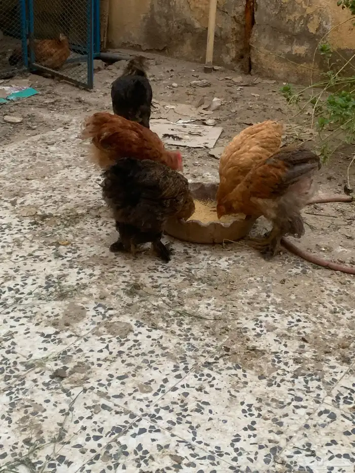 للبيع دجاج براهما 3