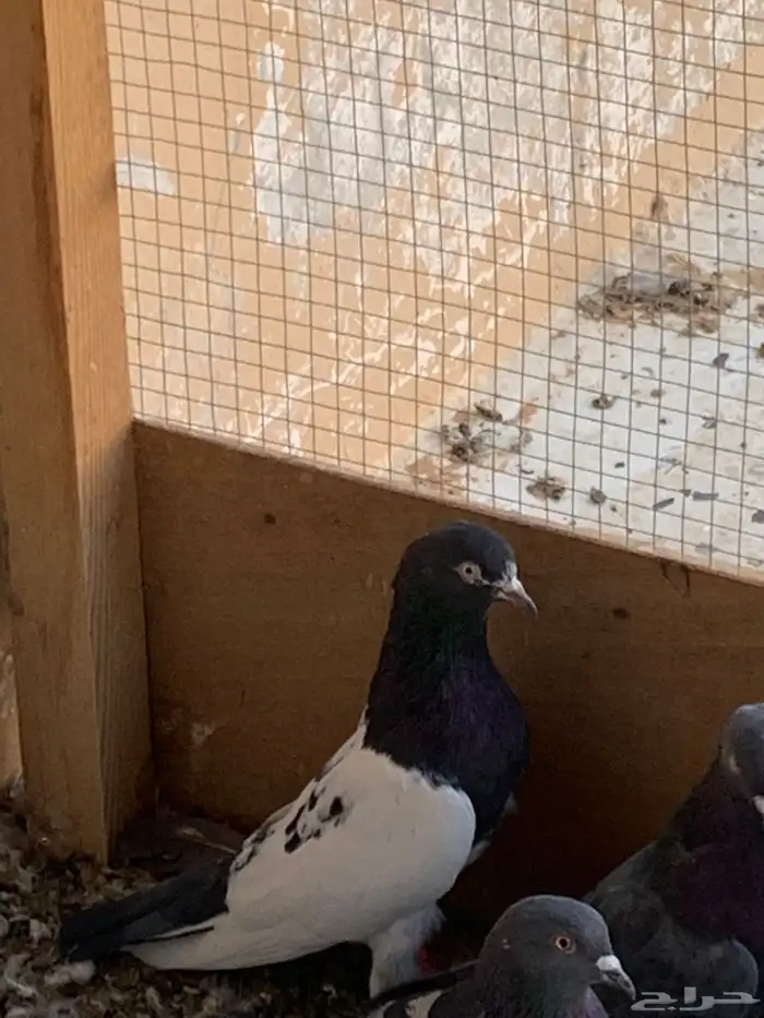 طيور للبيع 1