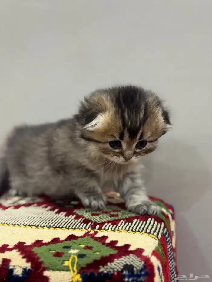 قطط صغيرة kittens للبيع 4