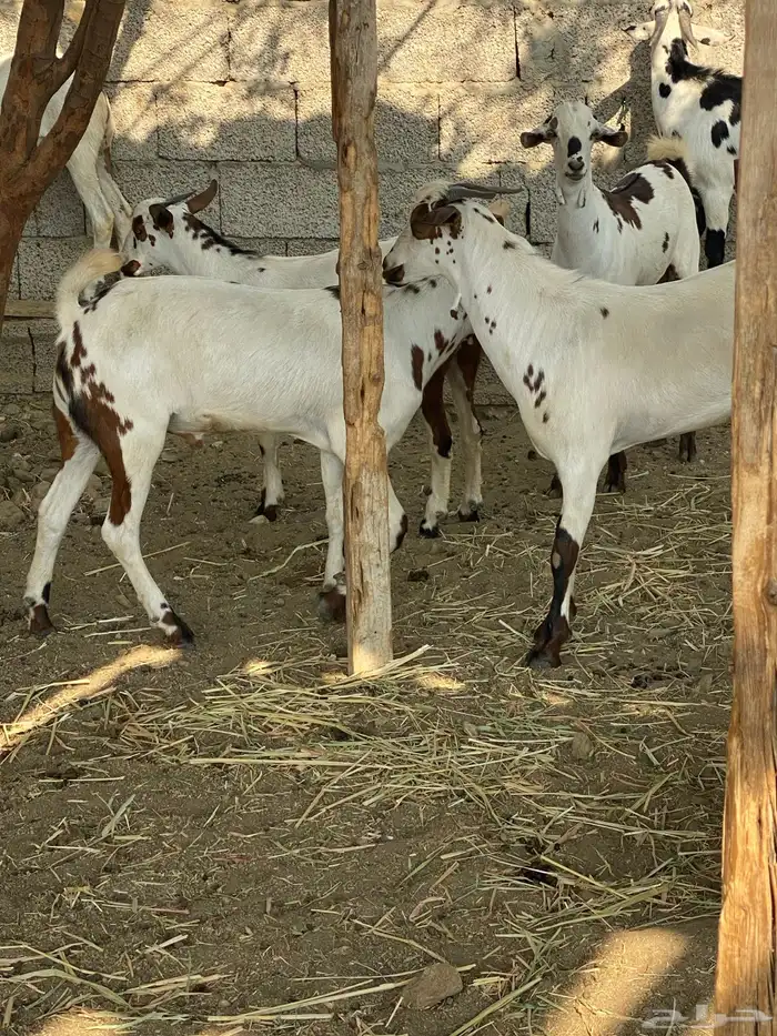 ذبايح. للبيع موقع المجارده خلف الرايه. متوفر تابي وتمارا. 2