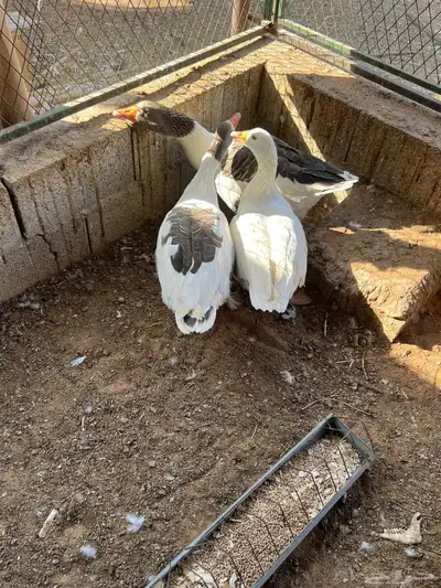 وز ذكر وثنين اناثي بط index