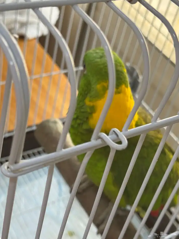 يلوناب أمازون سوبر جامبو 2