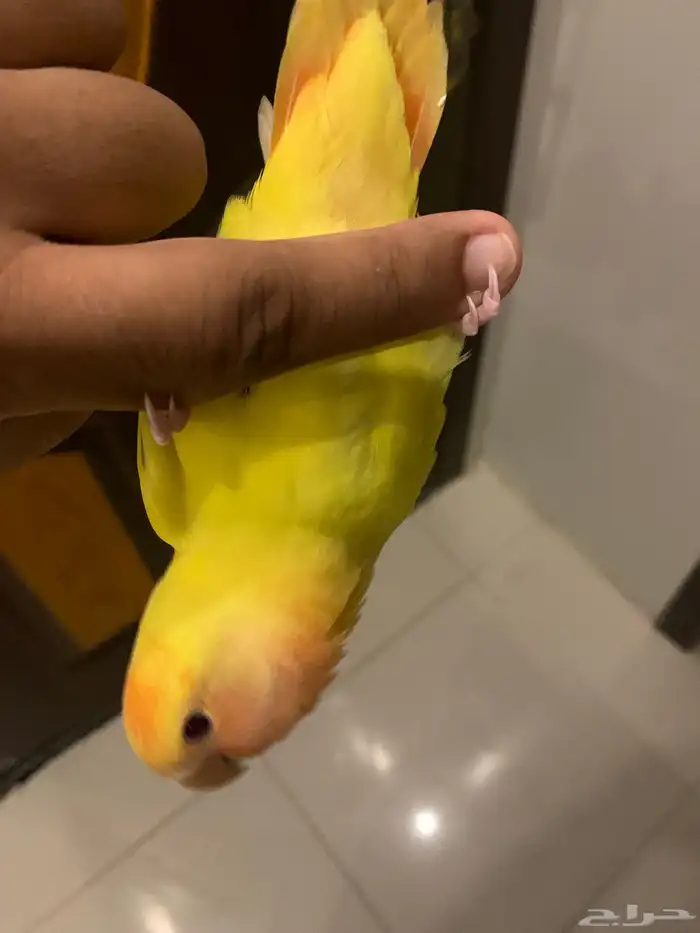 طير روز اللون اصفر ورأس برتغالي وعيون احمر 5