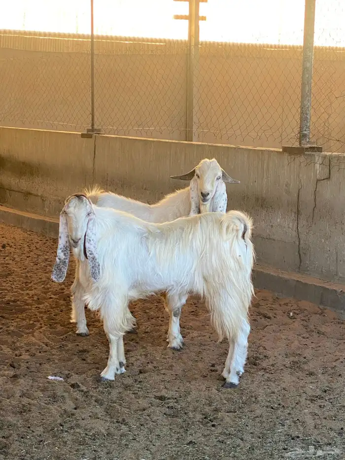 تيوس صنف هولندي 3