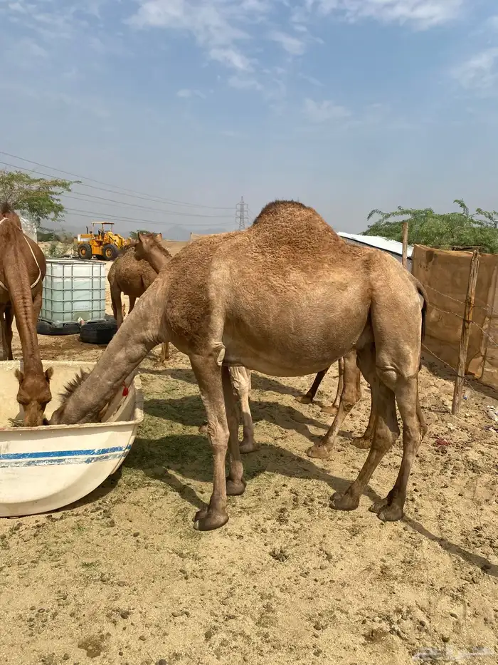 ناقه ملاقي   ناقه لحقه 6