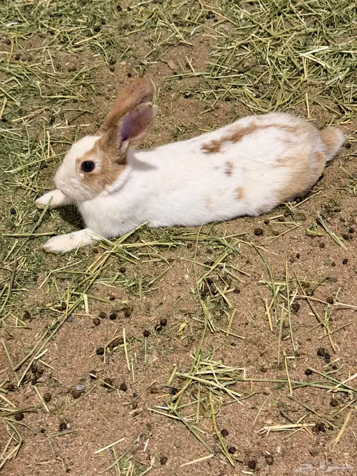 ارانب بلديه منتجه 2