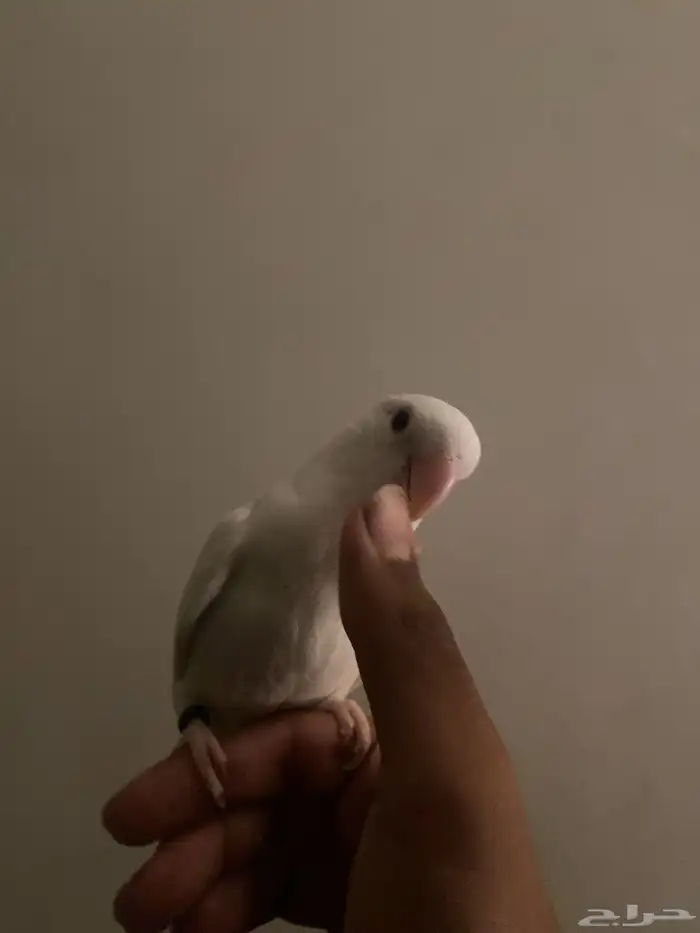 طير الالياف بينو اندر الالوان الموجوده بالسوق الاليف 1