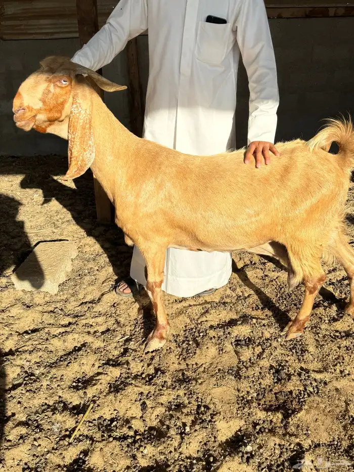 عنز دافع شرط 0