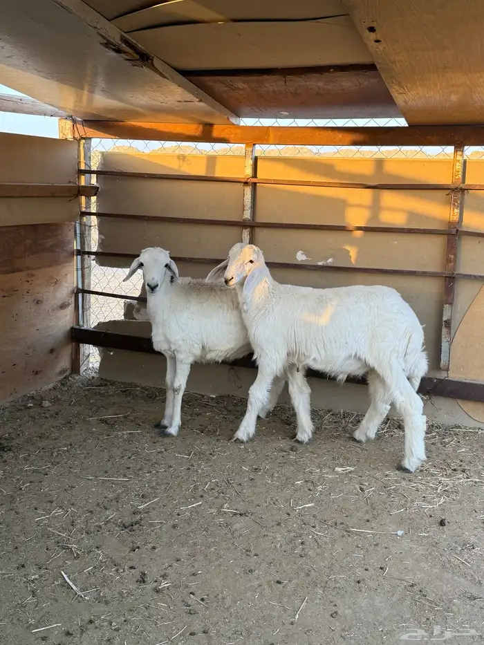 للبيع هرافى حريات 0