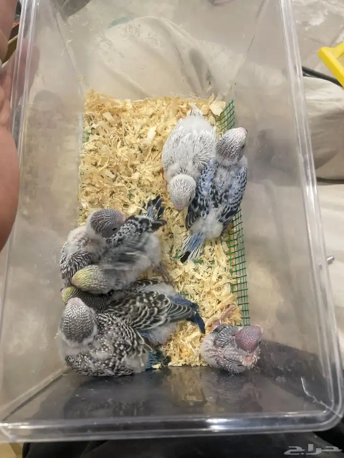 فروخ بابجي 0