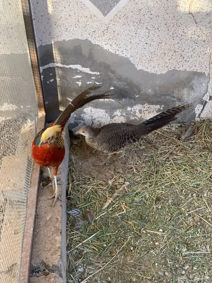 فزنت فرعوني 1