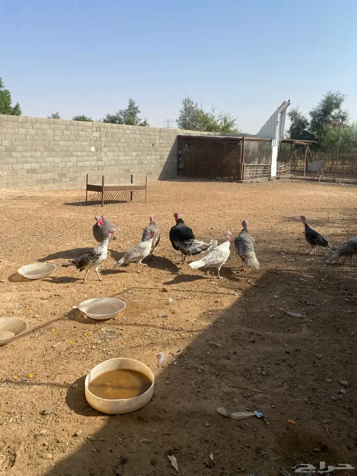 الجله طريق الدحوه 6