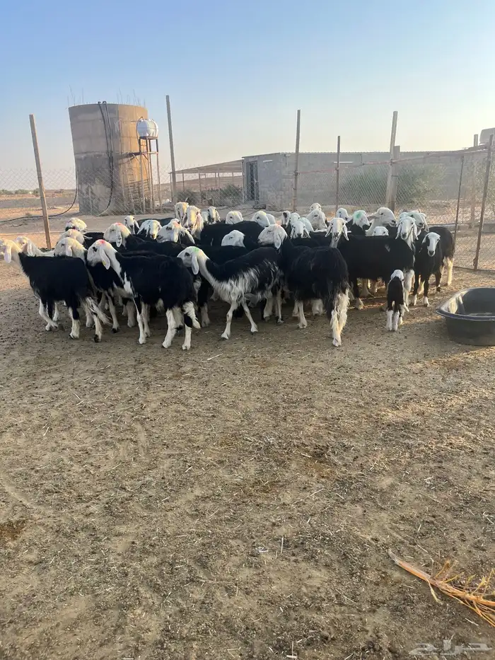 مراح نجد بفحولها 4