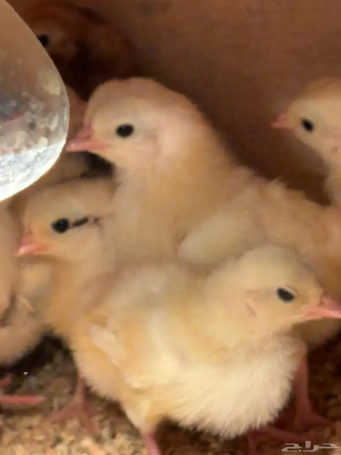 صوص بلدي امهاته جاملو الوان فواتح 5