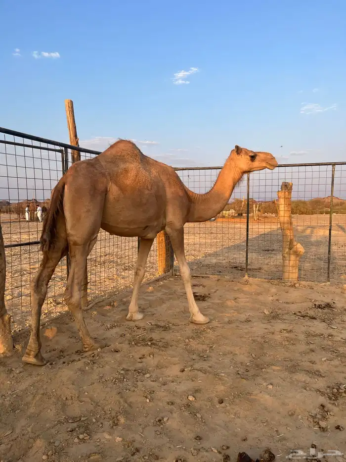 نياق مبيوعه عيالها 3