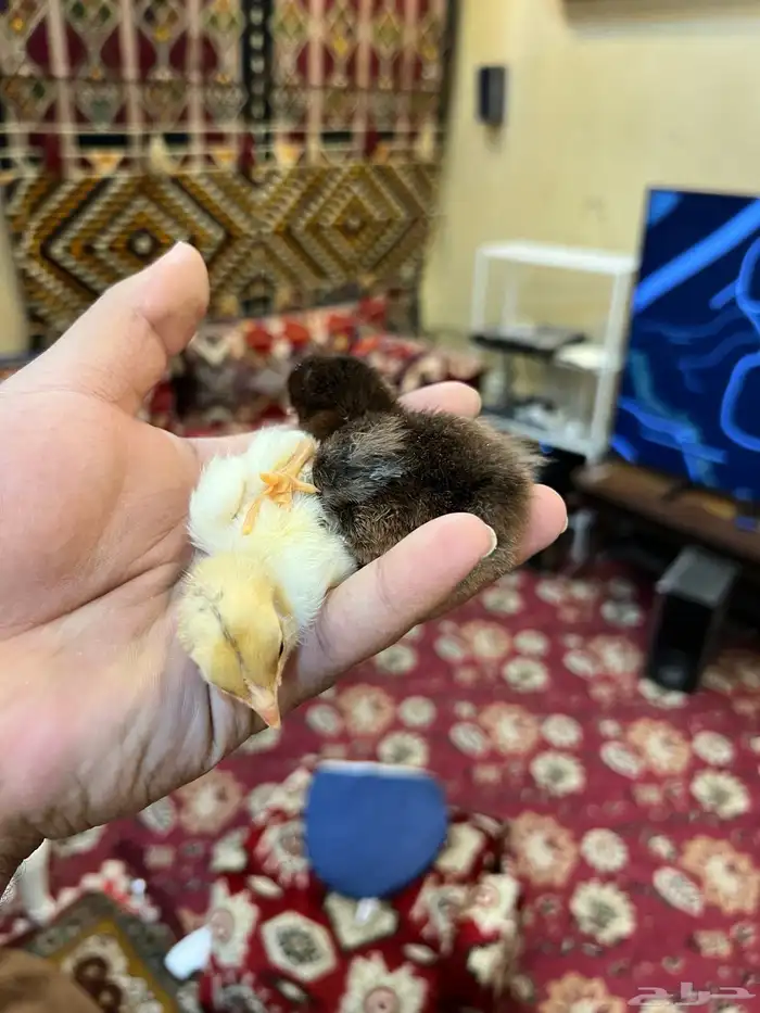 صوص دجاج كيوت يصلح للأطفال 11