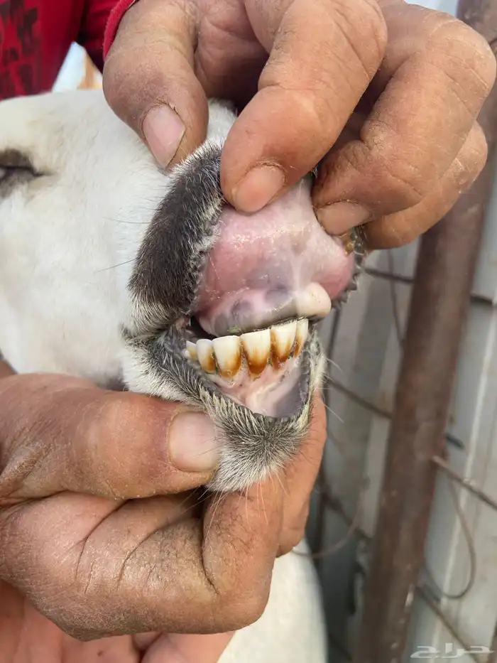 هجين الامهات بربريات والفحل حبصي 3