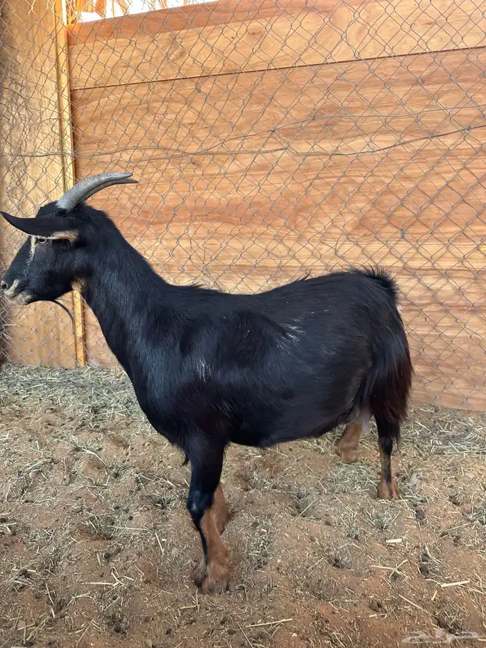 معزا قزميات قزم 1