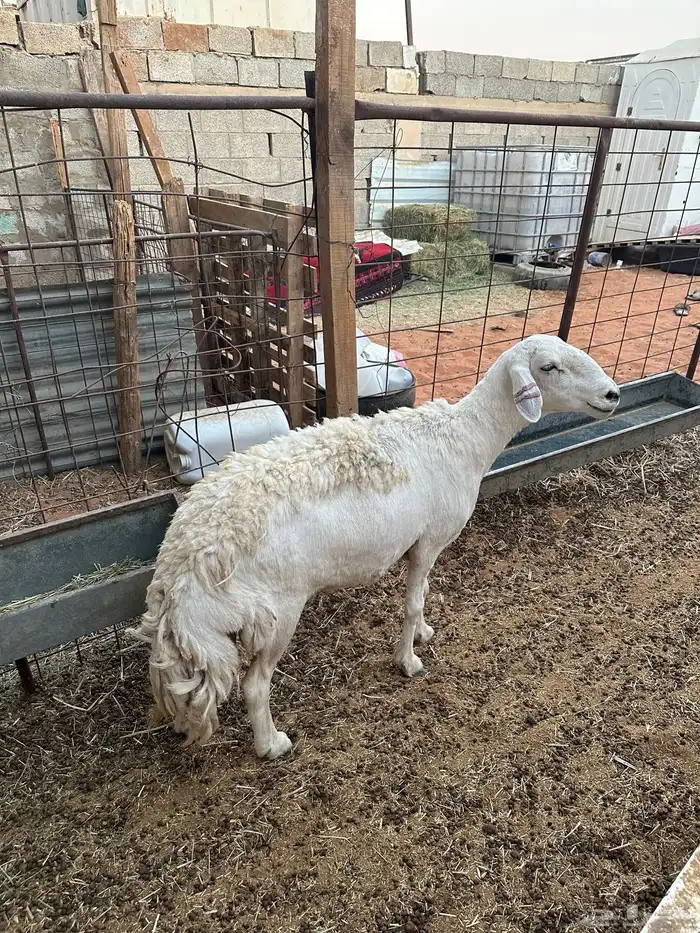 شاه حريه حايل فل شحم 3