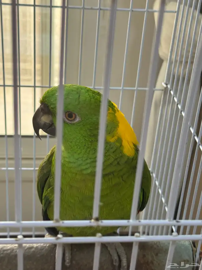 يلوناب أمازون سوبر جامبو 1