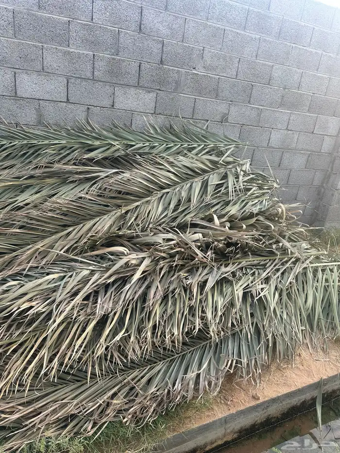 جريد اخضر للبيع 0