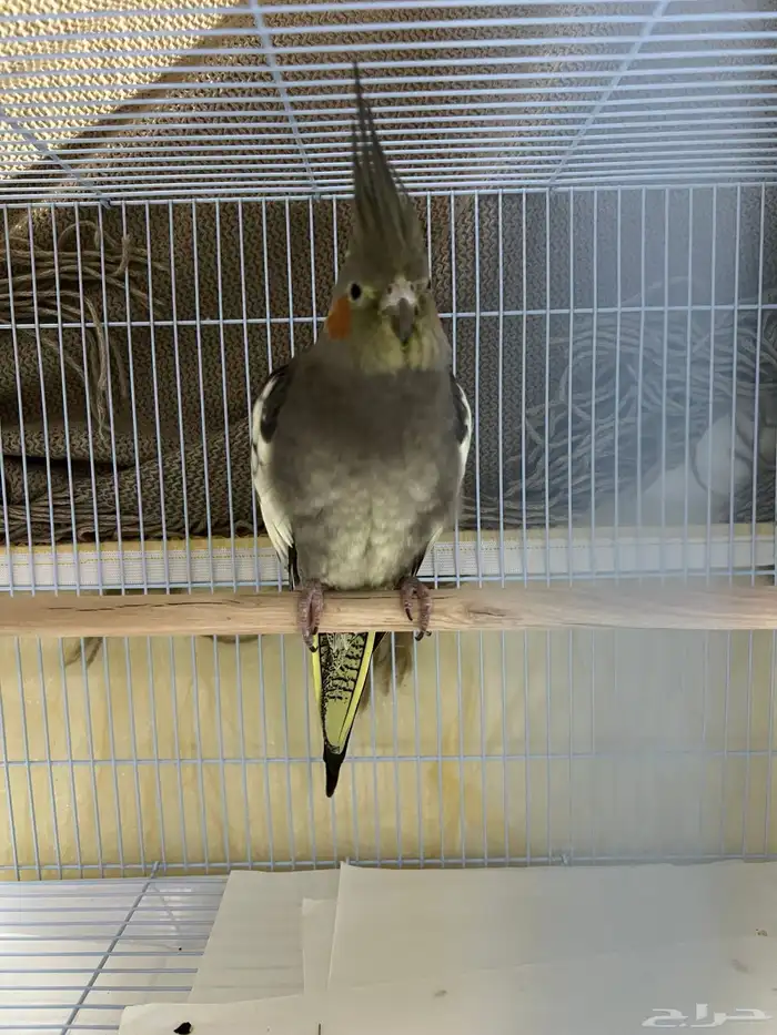 كروان أنثى 1