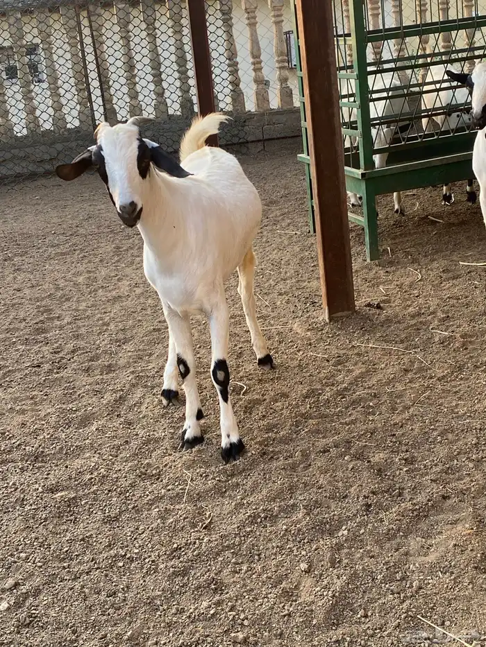 ذبايح. للبيع موقع المجارده خلف الرايه. متوفر تابي وتمارا. 3