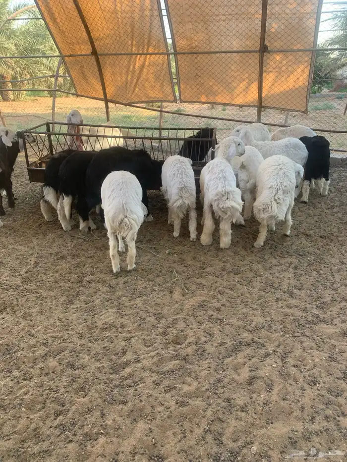 نجدي و حري 2