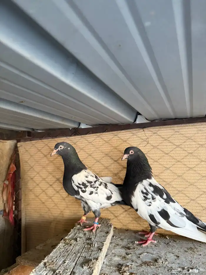 زوج رامبوري اساس توب 8