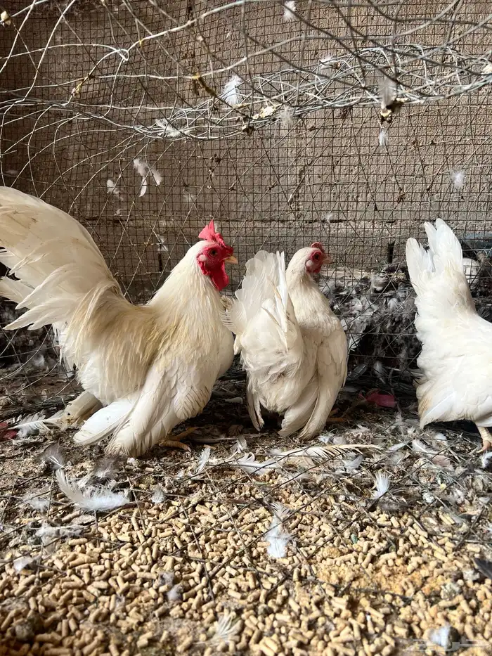 طقم دجاج جبنيز اللون ابيض 6