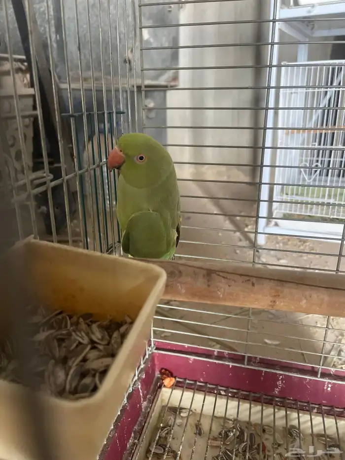 دوره أنثى جاهزه 1