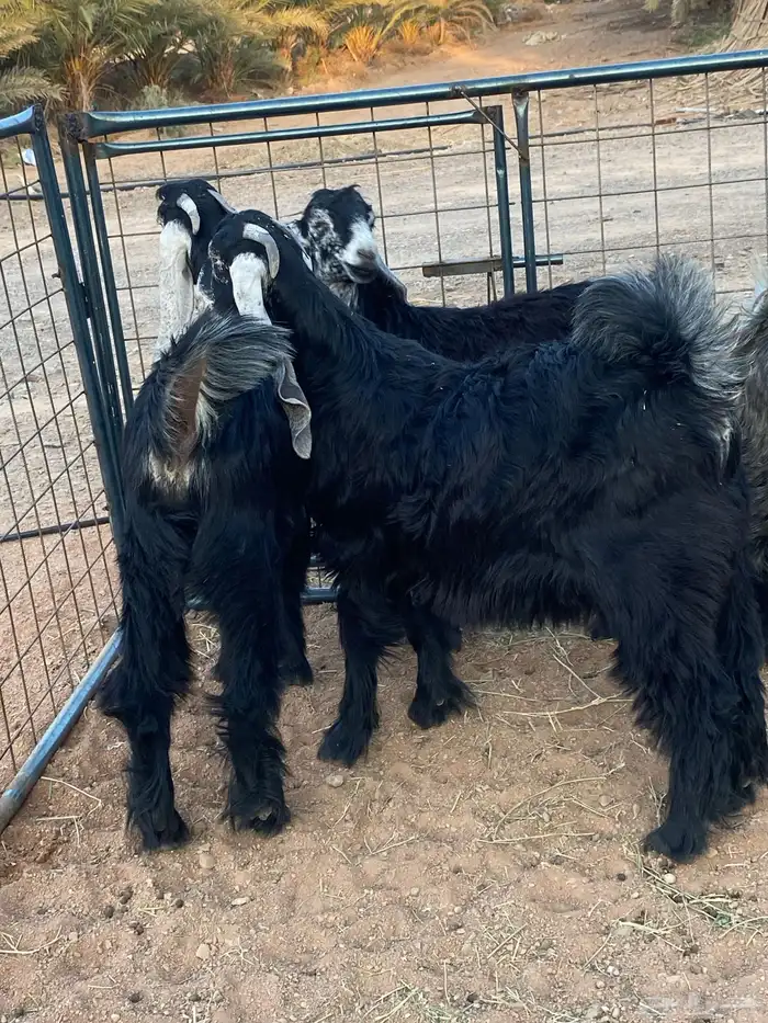 معزا عوارض صنف جفار(تم البيع) 17