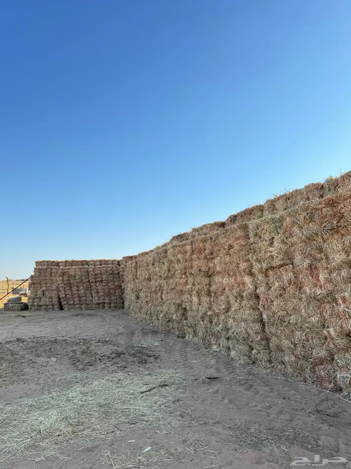 ذره جيزانيه للبيع 2